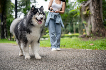 A woman is training her dog while walking it on a leash in a green park.