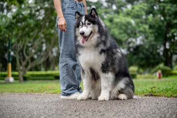 A well-trained Siberian husky dog is sitting on a street in a park, obeying its owner's commands.