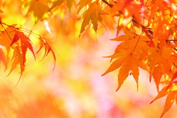 かえでの紅葉のクローズアップ　背景ぼかし