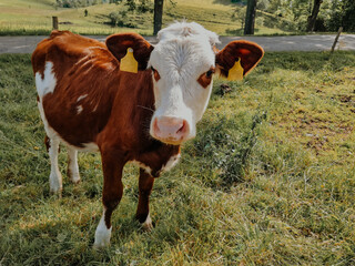 Little highland cow © Ola