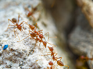 Red ants or fire ants.Ants symbolize teamwork.Caring for others.Mutual cooperation. Focus on ant