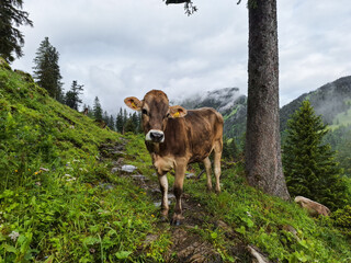 Swiss cow in mountain trail © Ola