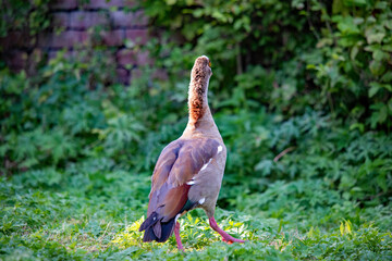 Nilgans von hinten im grünen Gras