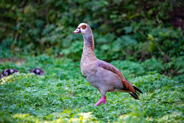 Nilgans mit Küken im Hintergrund