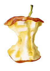 Apple core. The ripe and juicy apple was red. The pulp is light and juicy. The apple was very tasty. Watercolor illustration.