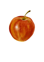 Red apple. A fruit with a small branch of red and yellow color. Side view. Round fruit. A ripe, large, juicy and tasty apple. Watercolor illustration.
