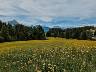 Wildflower field