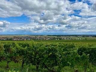 Vineyard Landscape of Bergholtz, Haut-Rhin, Alsace, Overlooking the Village and Plains with the...