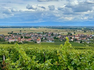 Vineyard Landscape of Bergholtz, Haut-Rhin, Alsace, Overlooking the Village and Plains with the Vosges Mountains in the Distance, Late Summer to Early Autumn