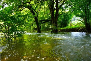 Flooden forest at a spring of Jezerščica river at Cerkniško jezero in Notranjska, Slovenia