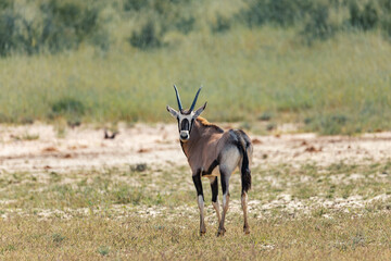 Baby of Common african antelope Gemsbok, Oryx gazella in Kalahari after rain season with green...