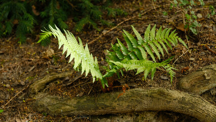 Green fern leaves, natural floral fern in forest. Natural thickets, floral abstract background. Perfect natural fern pattern. Beautiful background made with young green fern leaves. Selective focus.