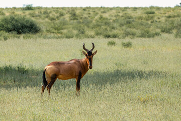 Red Hartebeest, Alcelaphus buselaphus caama, in Kalahari, green desert after rainy season. Kalahari Transfrontier Park, South Africa wildlife safari