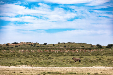 Common african antelope Gemsbok, Oryx gazella in Kalahari after rain season with green grass....
