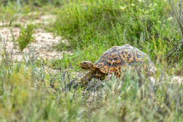 Turtle leopard tortoise (Stigmochelys pardalis) in nature habitat, north part of South Africa, Safari wildlife