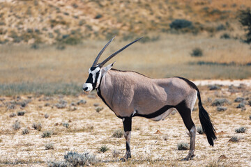Baby of Common african antelope Gemsbok, Oryx gazella in Kalahari after rain season with green grass. Kgalagadi Transfrontier Park, South Africa wildlife safari