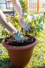 A person is planting a plant in a pot