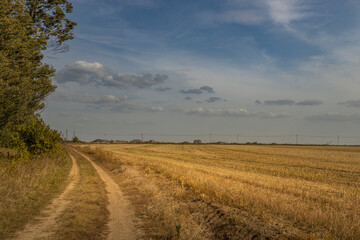 A road runs through a field of tall grass