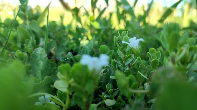 grass in spring
