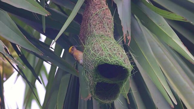 Baya Weaver bird building its nest 