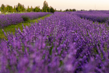 Breathtaking Lavender Field in Summer