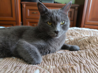 Relaxed Gray Cat on a Cozy Blanket