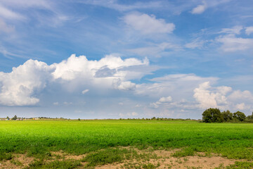 A large field of green grass with a few trees in the background