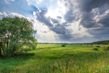 Obraz premium A large field of grass with a tree in the foreground