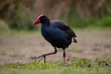 Pukeko