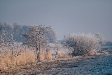 Very cold weather in the Netherlands in the rural region of the dutch farm lands. Winter landscape with frozen trees in the early morning at sunrise