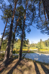 A forest with a blue sky in the background