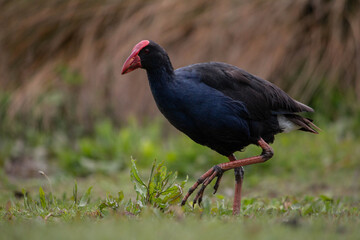 Pukeko