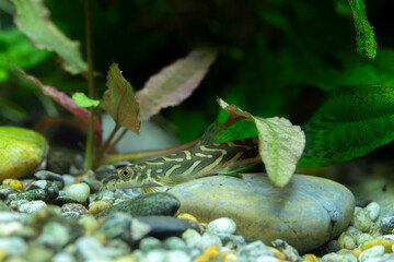 Mesonoemacheilus triangularis – Zodiac Loach