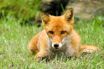Ezo red fox in the  short grass field