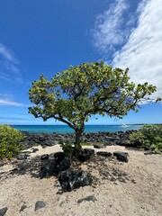 tree on the beach