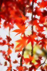 Blurred autumn background with warm autumn sun light.