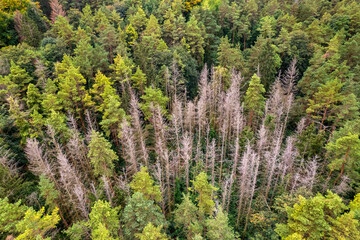Obraz premium Top down autumn wood. Nature beautiful background. Aerial top view of autumn forest with colorful trees.