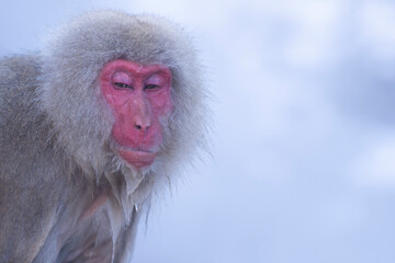 Obraz premium Portrait of Japanese macaque in hot water spring at Nagano snow monkey park, Jigokudani, Japan