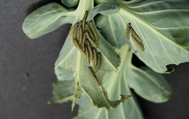 Die Larven vom Kohlweißling Pieris brassicae richten großen Schaden an