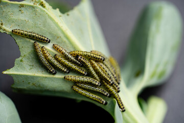 Die Larven vom Kohlweißling Pieris brassicae richten großen Schaden an