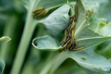 Die Larven vom Kohlweißling Pieris brassicae richten großen Schaden an