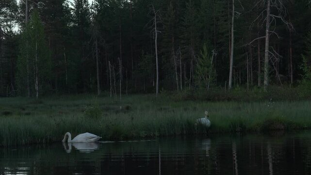 Whooper Swan, Cygnus cygnus, big white bird in the taiga lake in the summer forest, Kuhmo, Finland. Piar of swans in nature habitat. Euurope, wildlife nature.