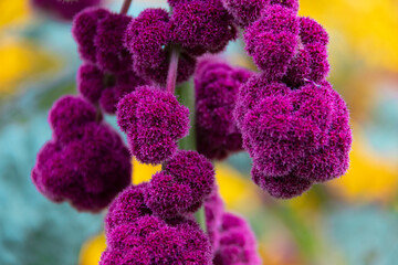 Beautiful Ornamental flower Amaranthus caudatus velvet color macro picture