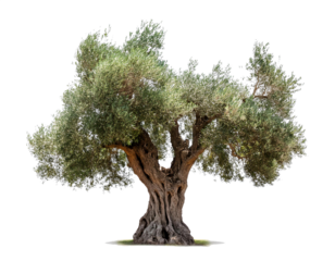 Olivenbaum isoliert auf weißen Hintergrund, Freisteller