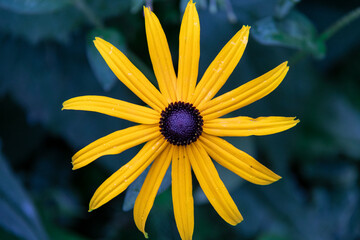 Yellow and black flower Rudbeckia hirta or coneflower