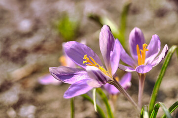 Purple crocus flowers bloom in spring on a meadow in the grass garden flowers