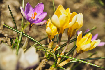 Fototapeta premium yellow crocus flowers bloom in spring on a meadow in the grass
