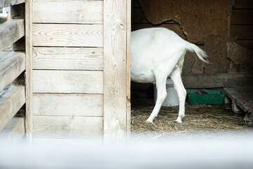 funny animal theme concept picture of goat ass tail and hooves farmland rustic space