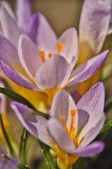 Obraz premium Purple crocus flowers bloom in spring on a meadow in the grass garden flowers