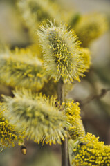 Willow seeds growing on a branch in spring yellow seed